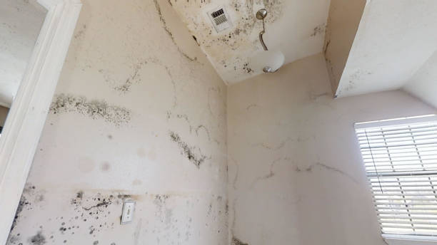 Best Dehumidification Services  in Grabill, IN