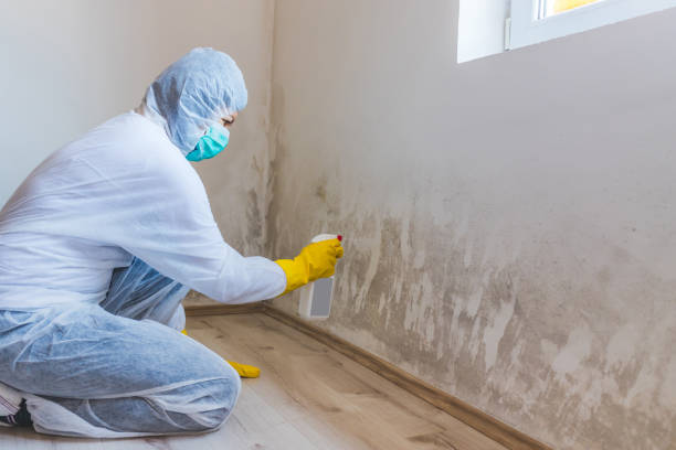Best Mold Removal for HVAC Installations  in Grabill, IN