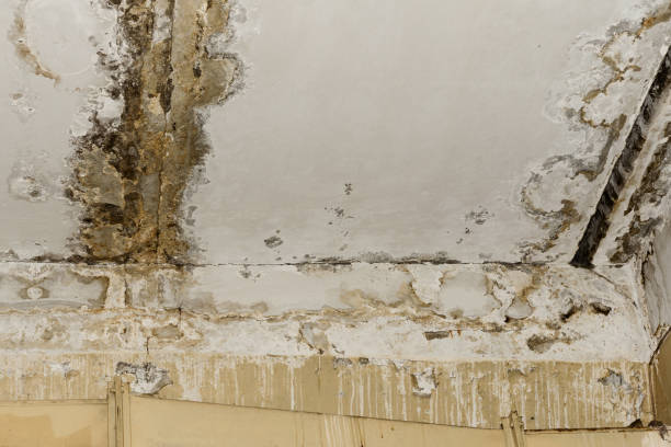 Best Mold Remediation for Vacation Homes  in Grabill, IN
