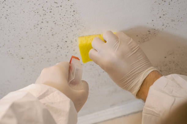 Best HVAC Mold Inspection and Cleaning  in Grabill, IN