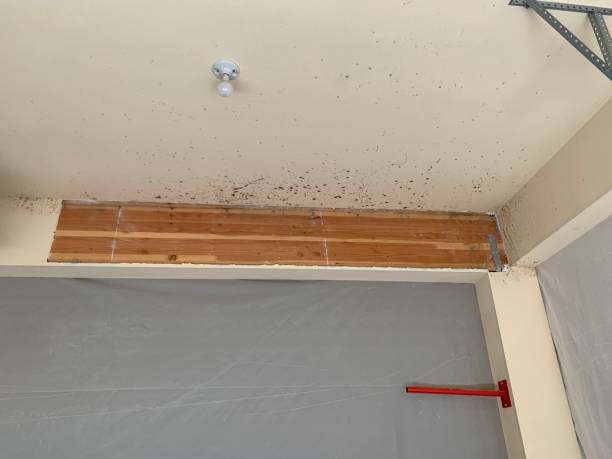 Best Forensic Mold Investigation  in Grabill, IN