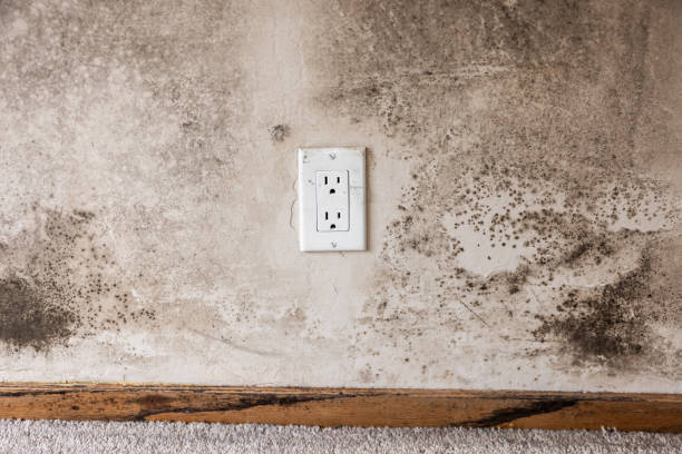 Best Asbestos and Lead Testing During Mold Inspection  in Grabill, IN