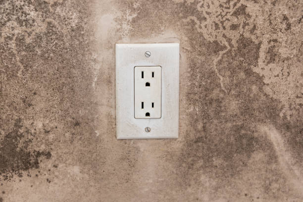 Best Mold Damage Restoration  in Grabill, IN