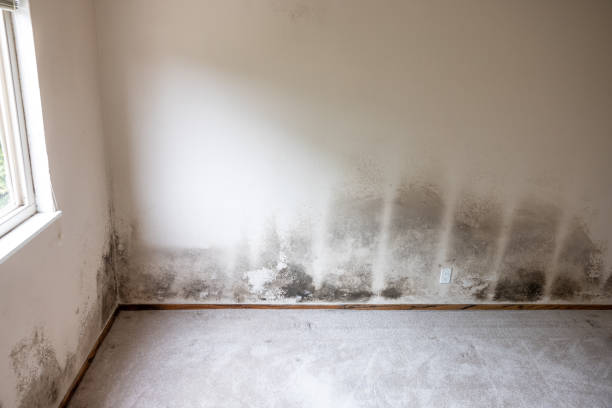Best Air Quality Testing for Mold Spores  in Grabill, IN