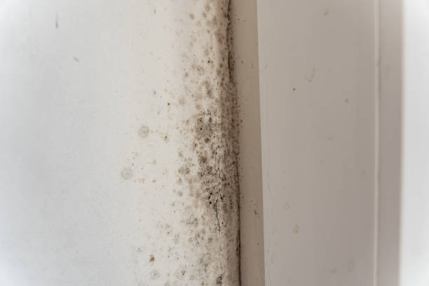 Mold Remediation for Vacation Homes in Grabill, IN
